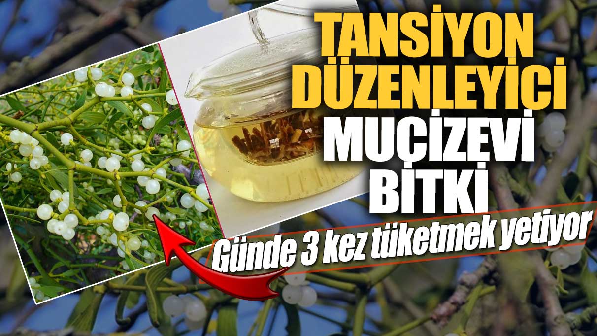 Tansiyon düzenleyici mucizevi bitki! Günde 3 kez tüketmek yetiyor