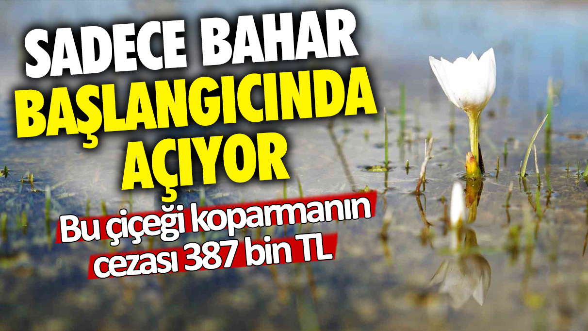 Sadece bahar başlangıcında açıyor: Bu çiçeği koparmanın cezası 387 bin TL