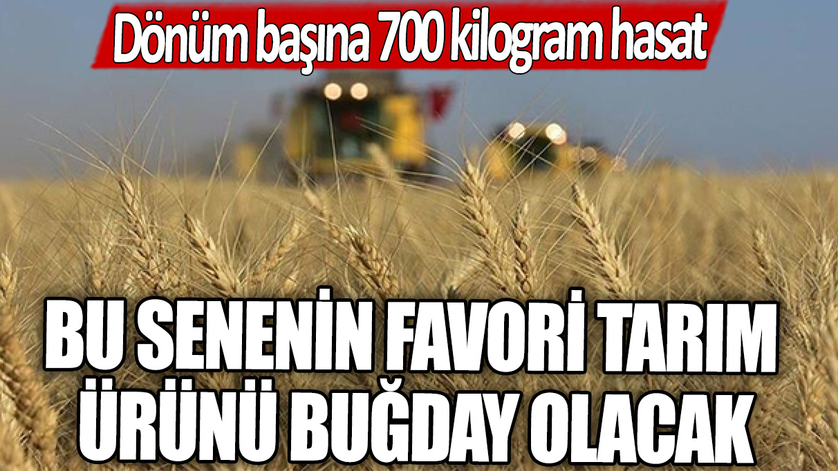 Bu senenin favori tarım ürünü Buğday olacak! Dönüm başına 700 kilogram hasat