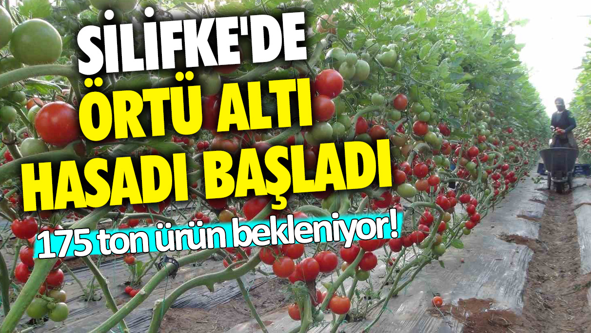 Silifke'de örtü altı hasadı başladı: 175 ton ürün bekleniyor!