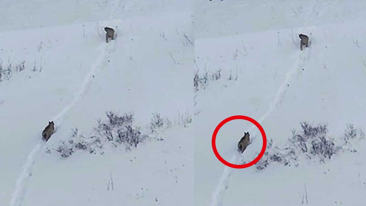 Ormanın hayaleti o kentte  yeniden görüntülendi