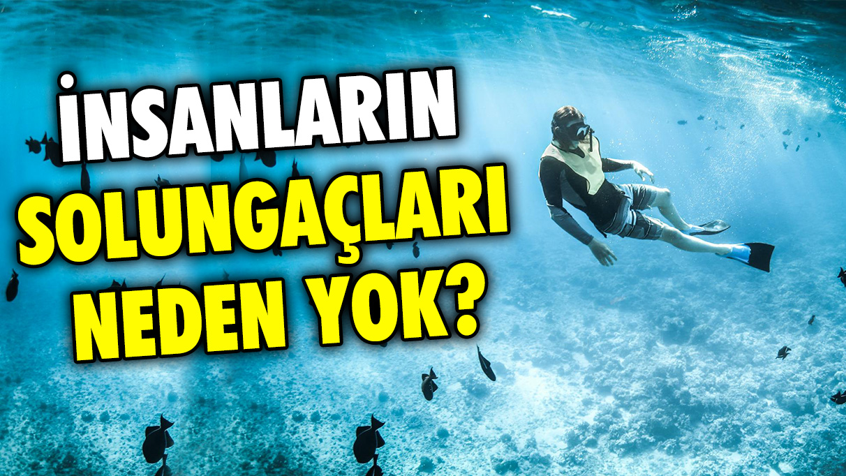 İnsanların solungaçları neden yok?