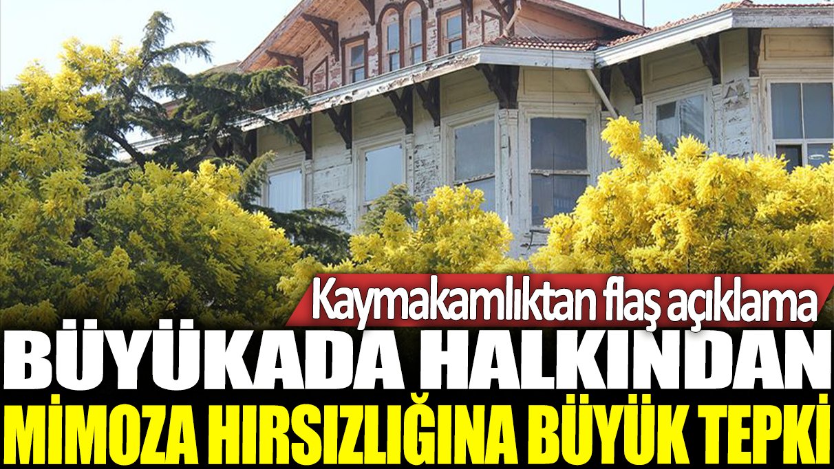 Büyükada halkından mimoza hırsızlığına büyük tepki: Kaymakamlıktan flaş açıklama