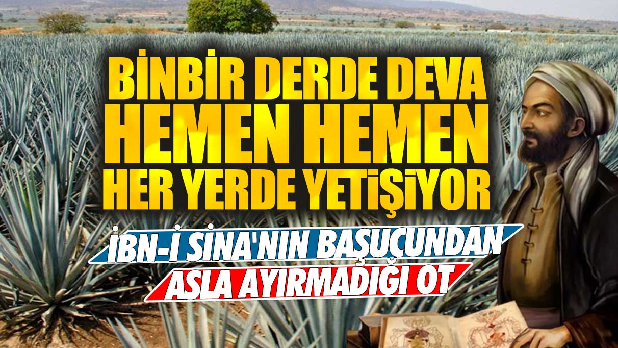 İbn-i Sina'nın başucundan asla ayırmadığı ot: Binbir derde deva hemen hemen her yerde yetişiyor