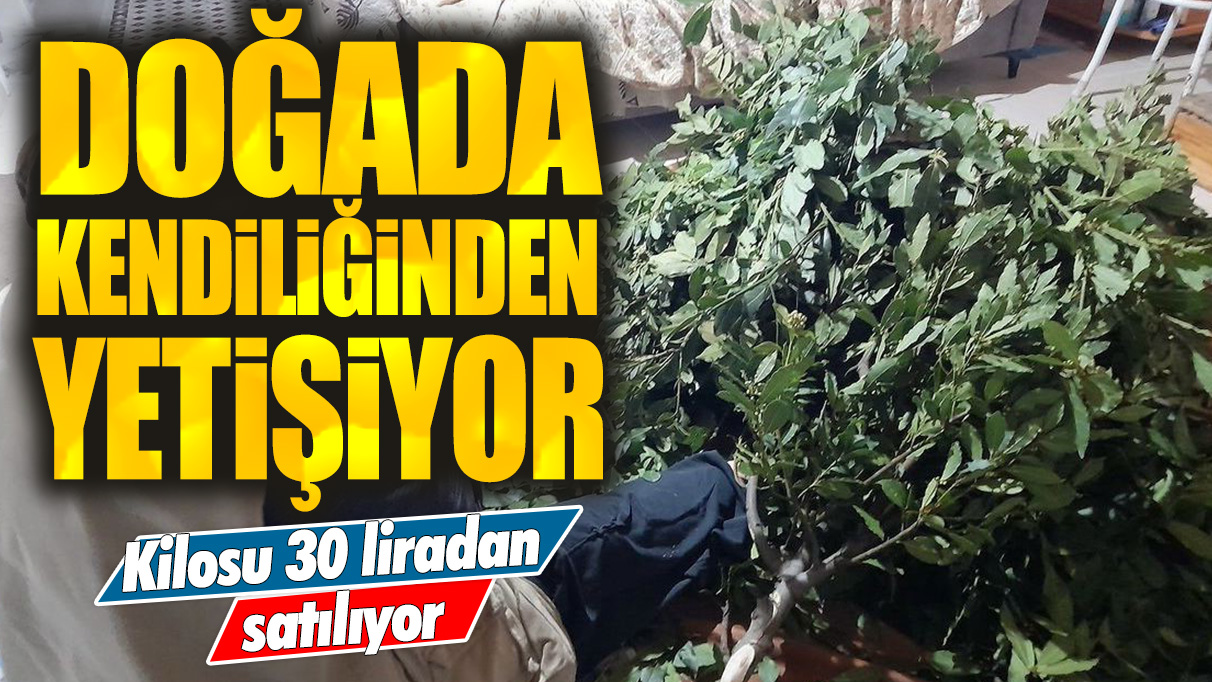 Doğada kendiliğinden yetişiyor: Kilosu 30 liradan satılıyor