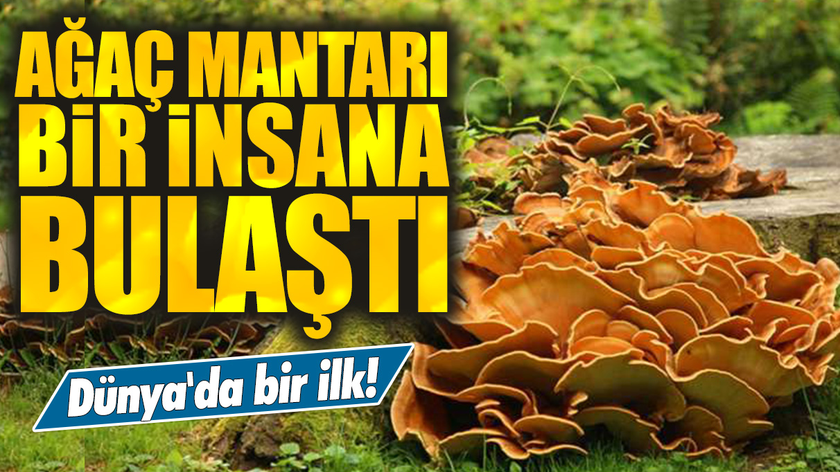 Dünya'da bir ilk: Ağaç mantarı bir hayvana bulaştı!