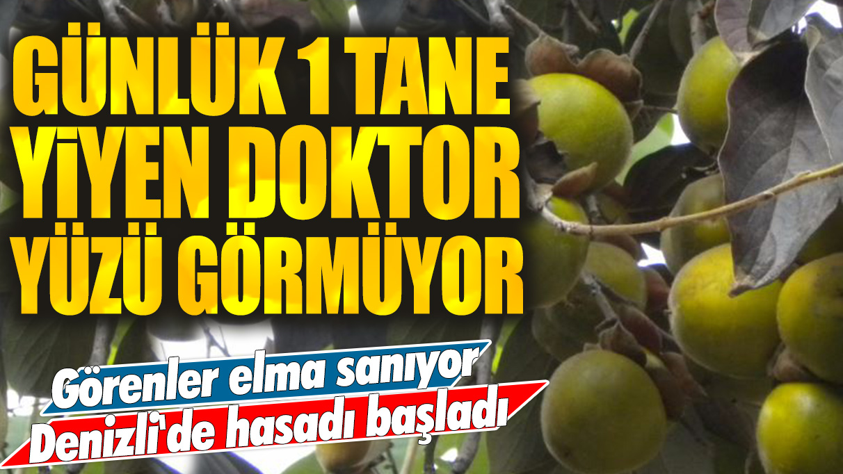 Görenler elma sanıyor: Günlük 1 tane yiyen doktor yüzü görmüyor! Denizli'de hasadı başladı...