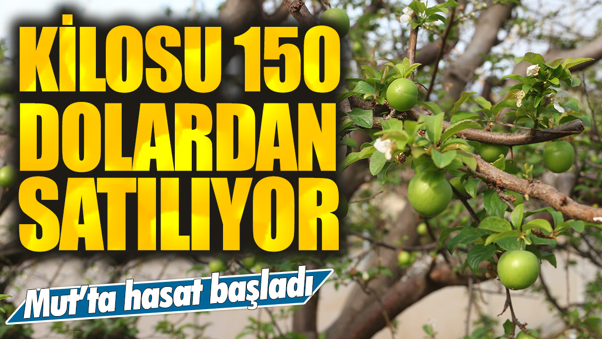 Mut'ta hasat başladı: Kilosu 150 dolardan satılıyor!