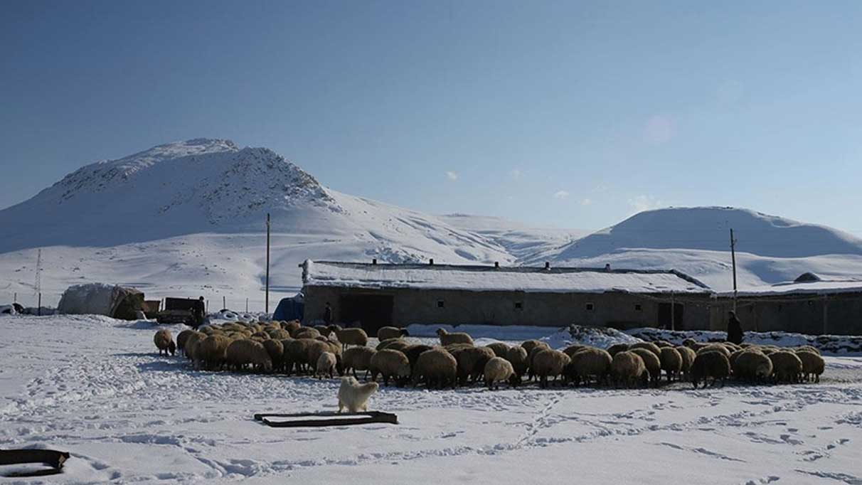 Bu ilde 3 yılda besicilere 165 bin koyun desteği verildi