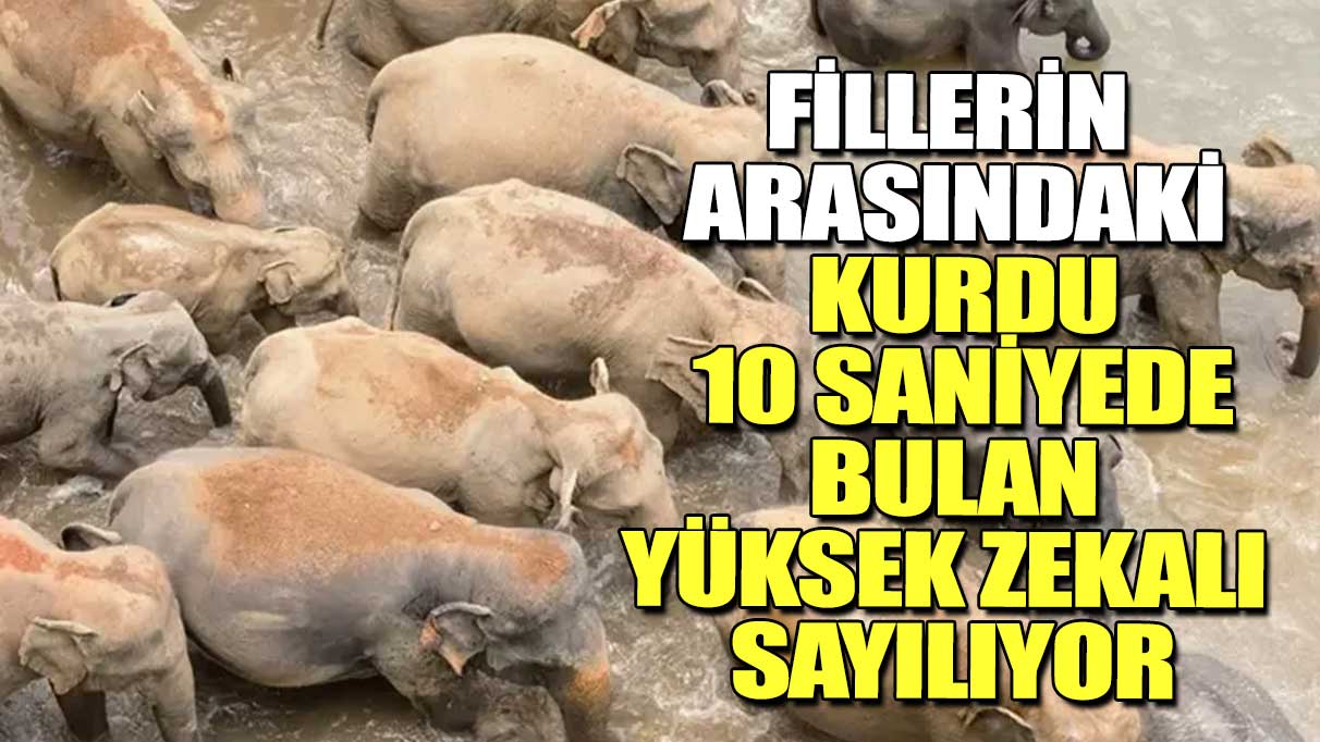 Fillerin arasındaki kurdu 10 saniyede bulan yüksek zekalı sayılıyor