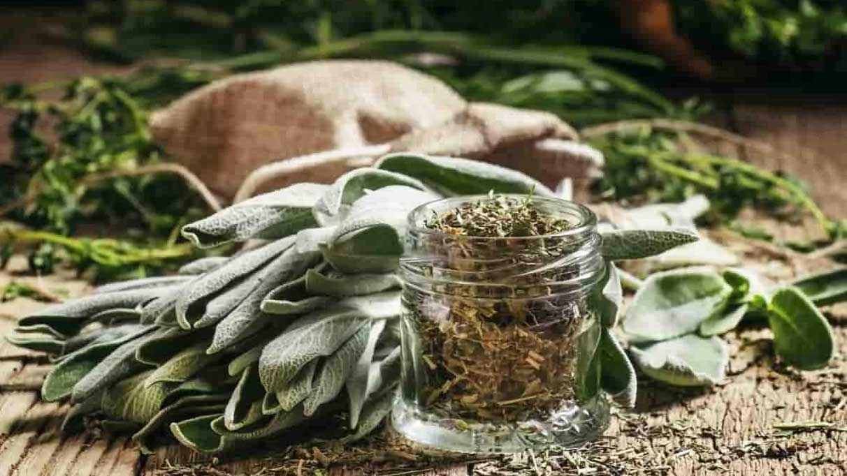 Ada çayının faydaları nelerdir? Ada çayı ne işe yarar?