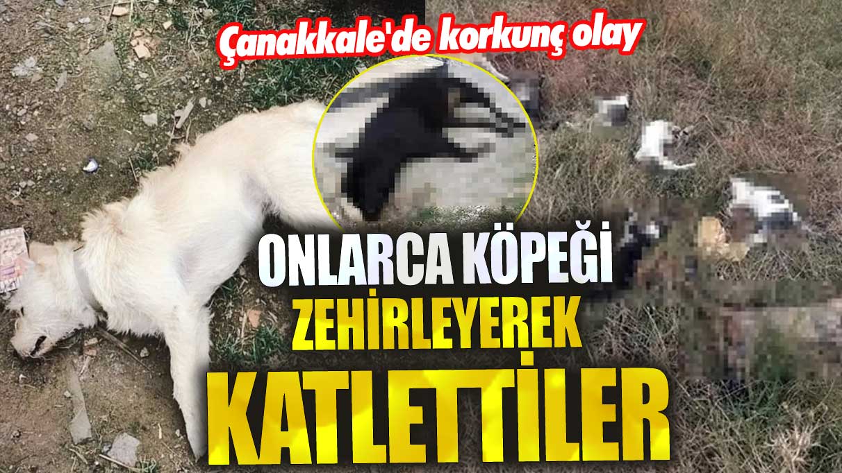 Çanakkale'de korkunç olay! Onlarca köpeği zehirleyerek katlettiler