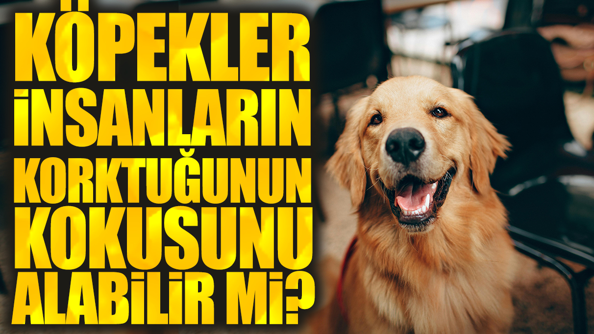 Köpekler insanların korktuğunun kokusunu alabilir mi?