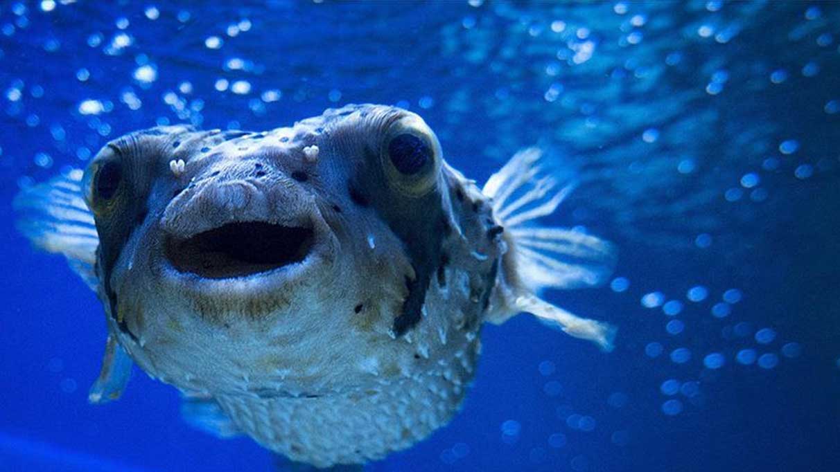 Rüyada balık görmek ne anlama gelir?