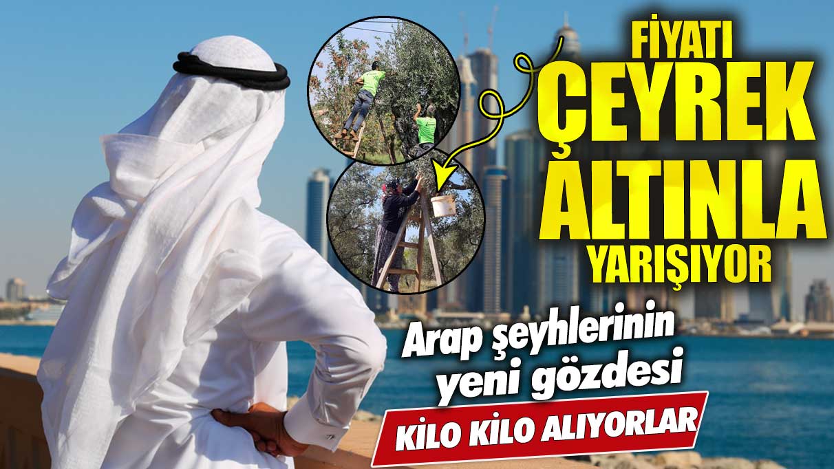 Arap şeyhlerinin yeni gözdesi kilo kilo alıyorlar fiyatı çeyrek altınla yarışıyor