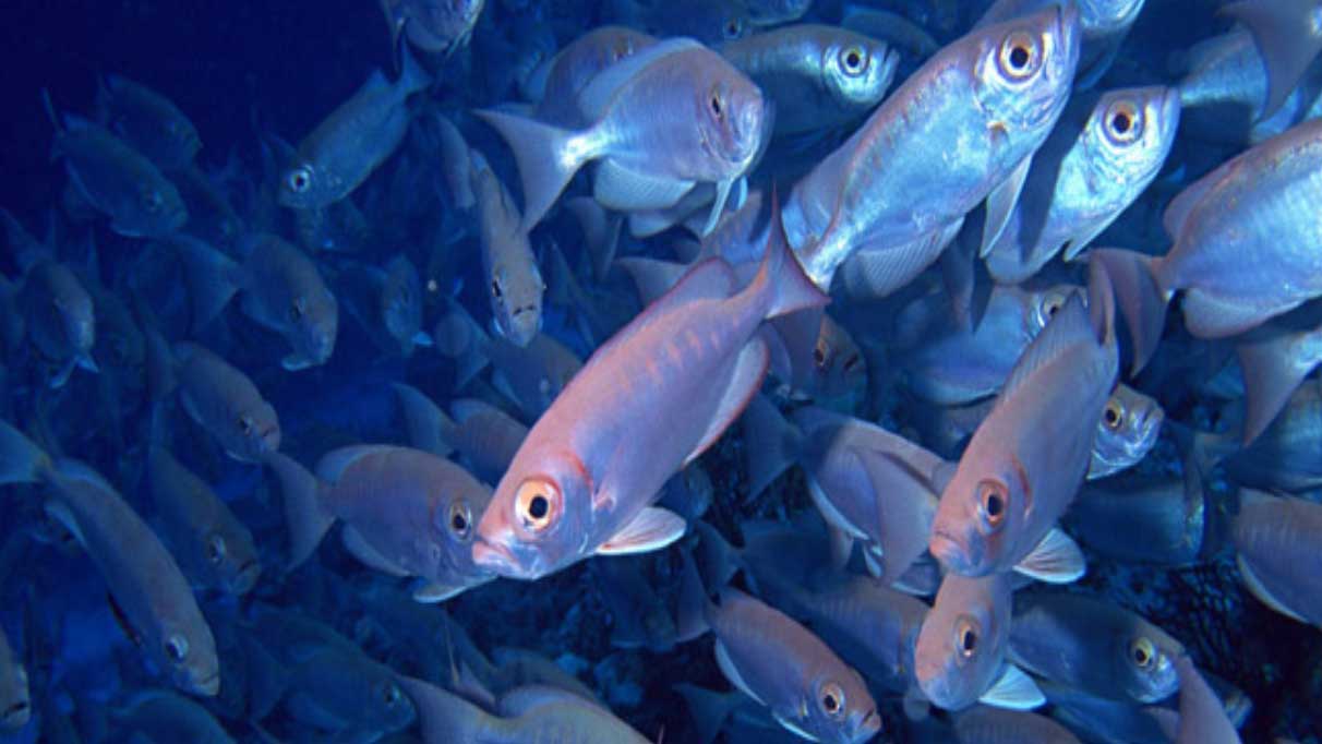 Rüyada balık görmek ne anlama gelir?