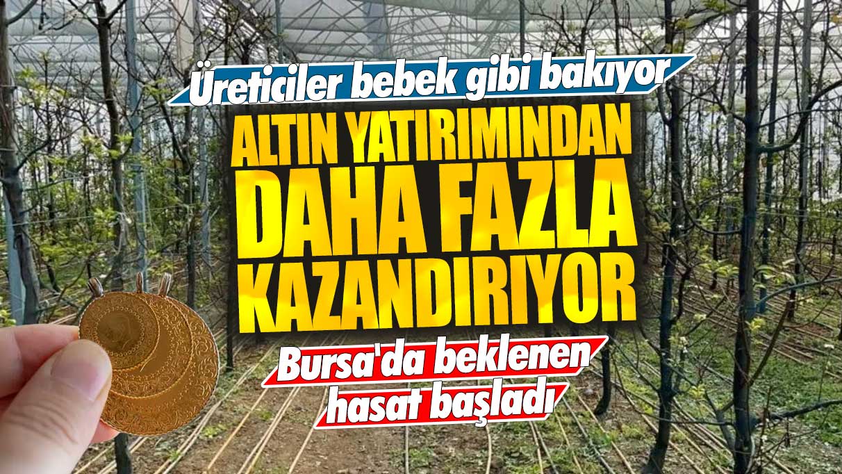 Altın yatırımından daha fazla kazandırıyor: Bursa'da beklenen hasat başladı