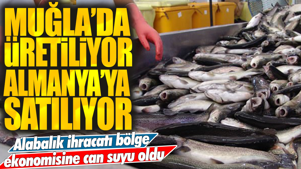 Muğla'da avlanıyor Almanya'ya satılıyor: 16 ton alabalık