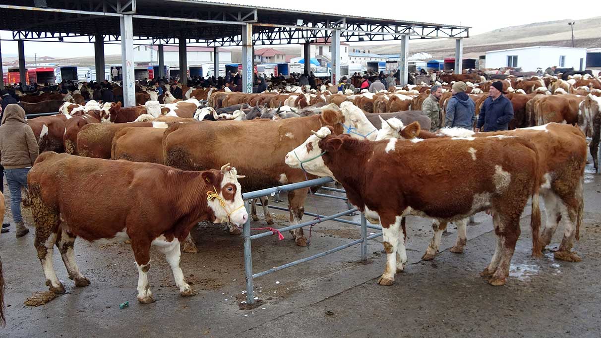 Yozgat’ın Kadışehri ilçesinde şap karantinası