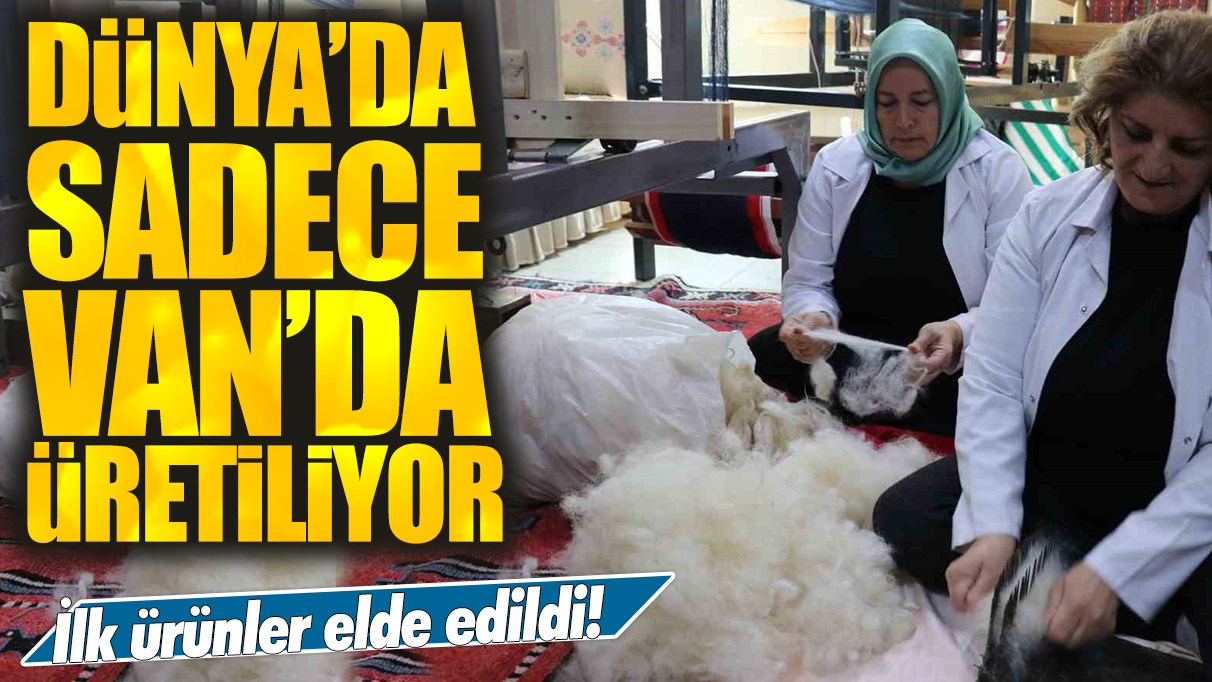 Dünya'da sadece Van'da üretiliyor: İlk ürünler elde edildi!