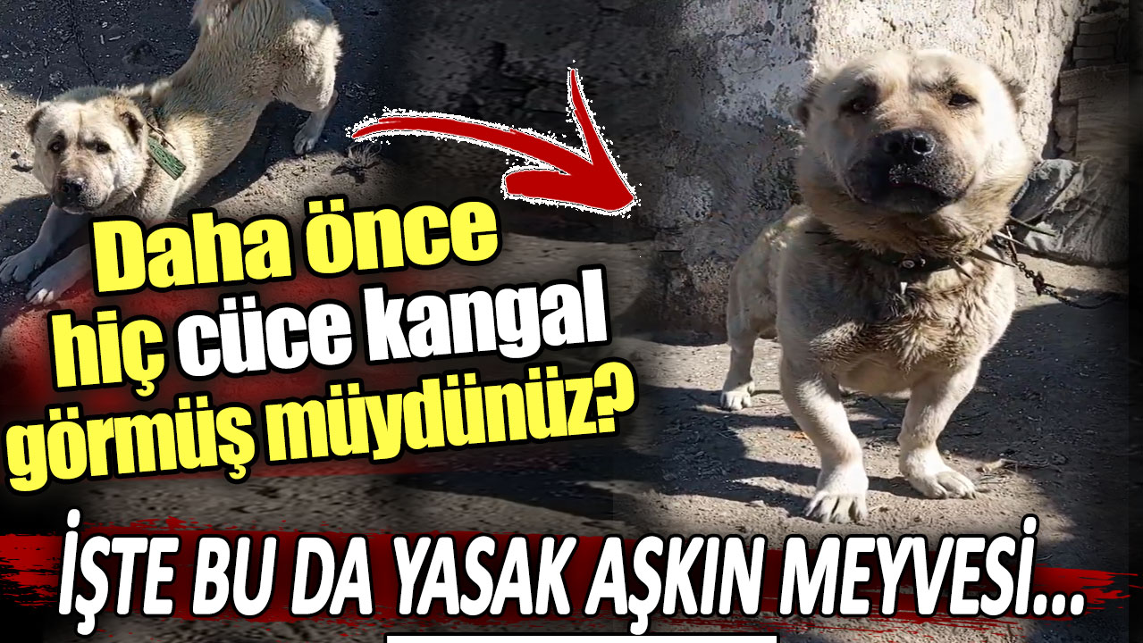 Daha önce hiç cüce kangal görmüş müydünüz? İşte bu da yasak aşkın meyvesi...