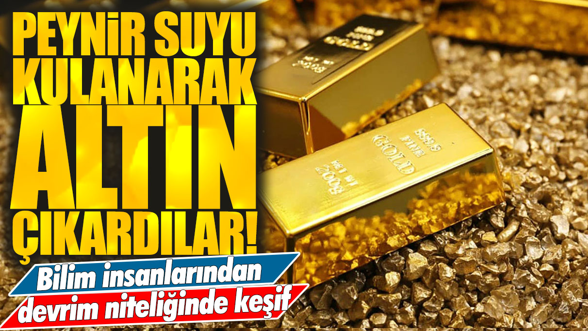 Peynir suyu kullanarak altın çıkardılar! Bilim insanlarından devrim niteliğinde keşif