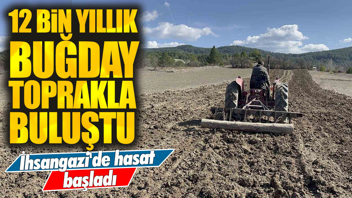 İhsangazi'de hasat başladı: 12 bin yıllık ata buğdayı toprakla buluştu