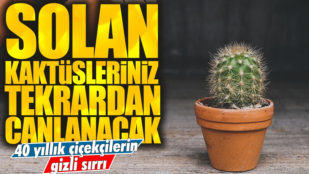 40 yıllık çiçekçilerin gizli sırrı: Solan kaktüsleriniz tekrardan canlanacak!