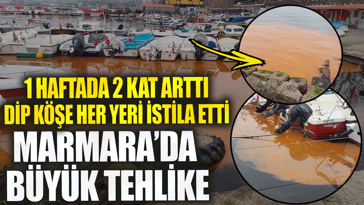 Marmara’da büyük tehlike dip köşe her yeri istila etti