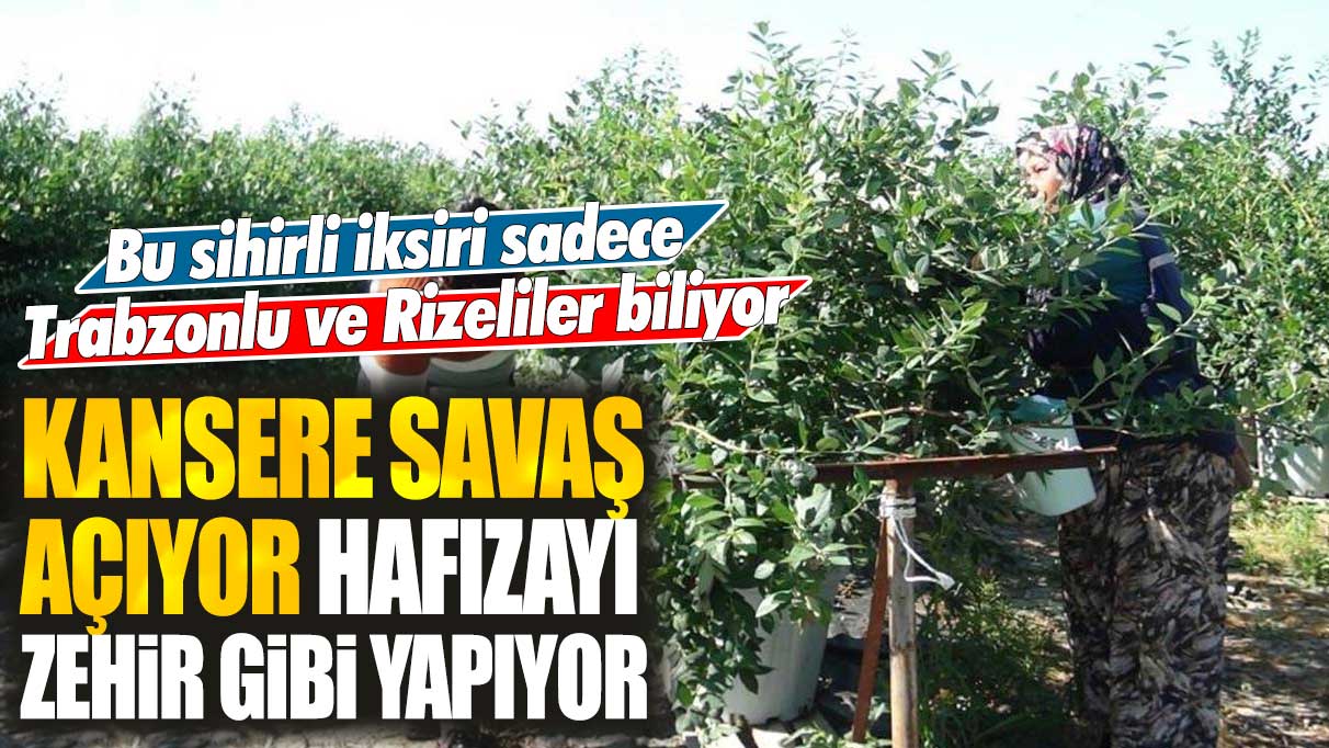 Bu sihirli iksiri sadece Trabzonlu ve Rizeliler biliyor: Kansere savaş açıyor hafızayı zehir gibi yapıyor