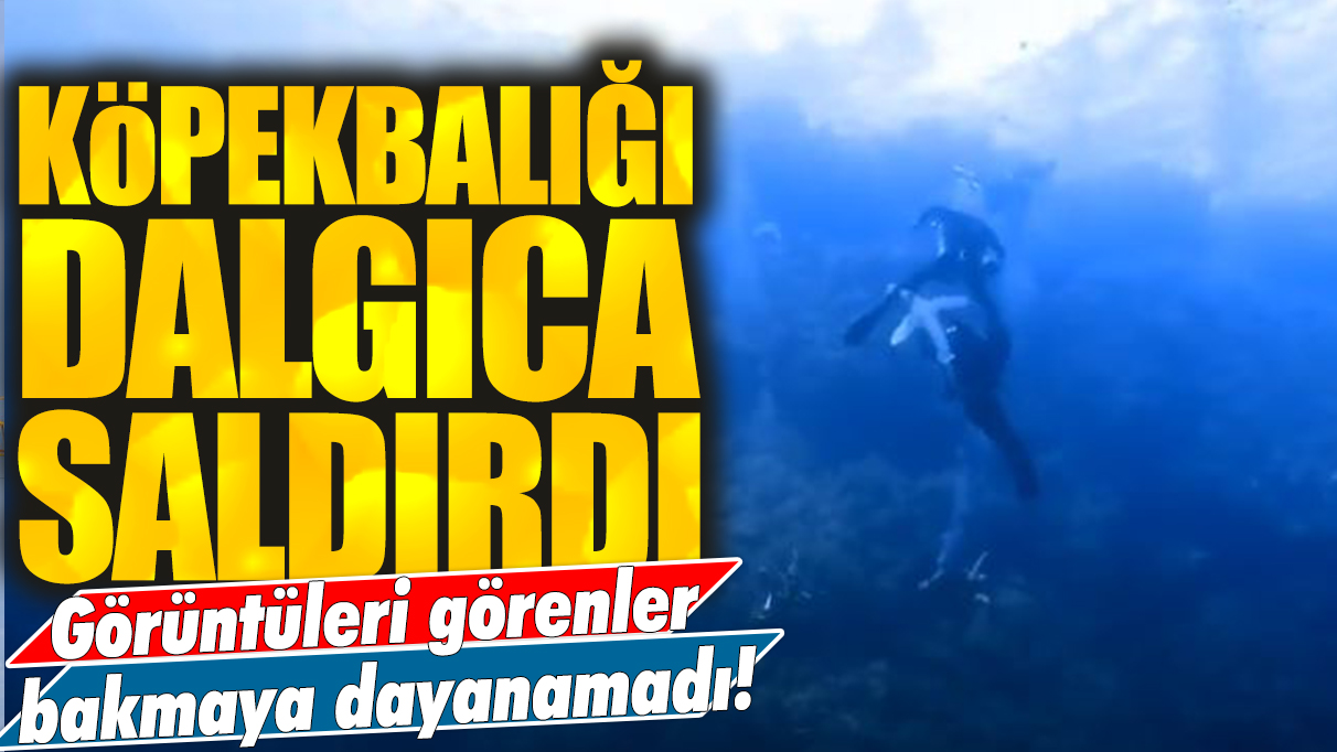 Köpekbalığı dalgıca saldırdı: Görüntüleri görenler bakmaya dayanamadı!