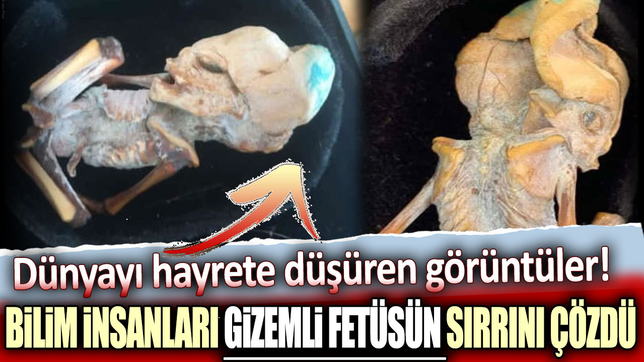 Dünyayı hayrete düşüren görüntüler! Bilim insanları gizemli fetüsün sırrını çözdü