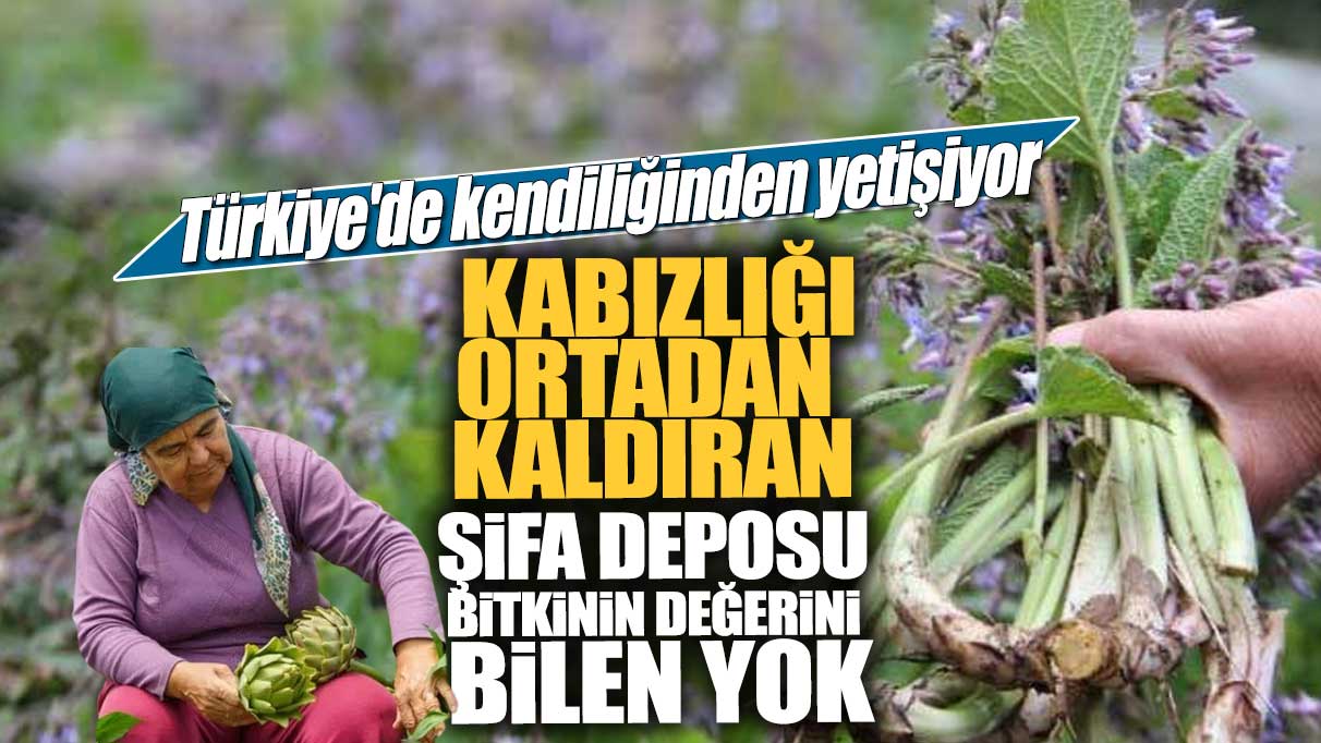 Türkiye'de kendiliğinden yetişiyor! Kabızlığı ortadan kaldıran bu şifa deposu bitkinin değerini bilen yok