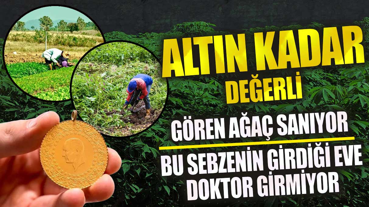 Altın kadar değerli gören ağaç sanıyor bu sebzenin girdiği eve doktor girmiyor