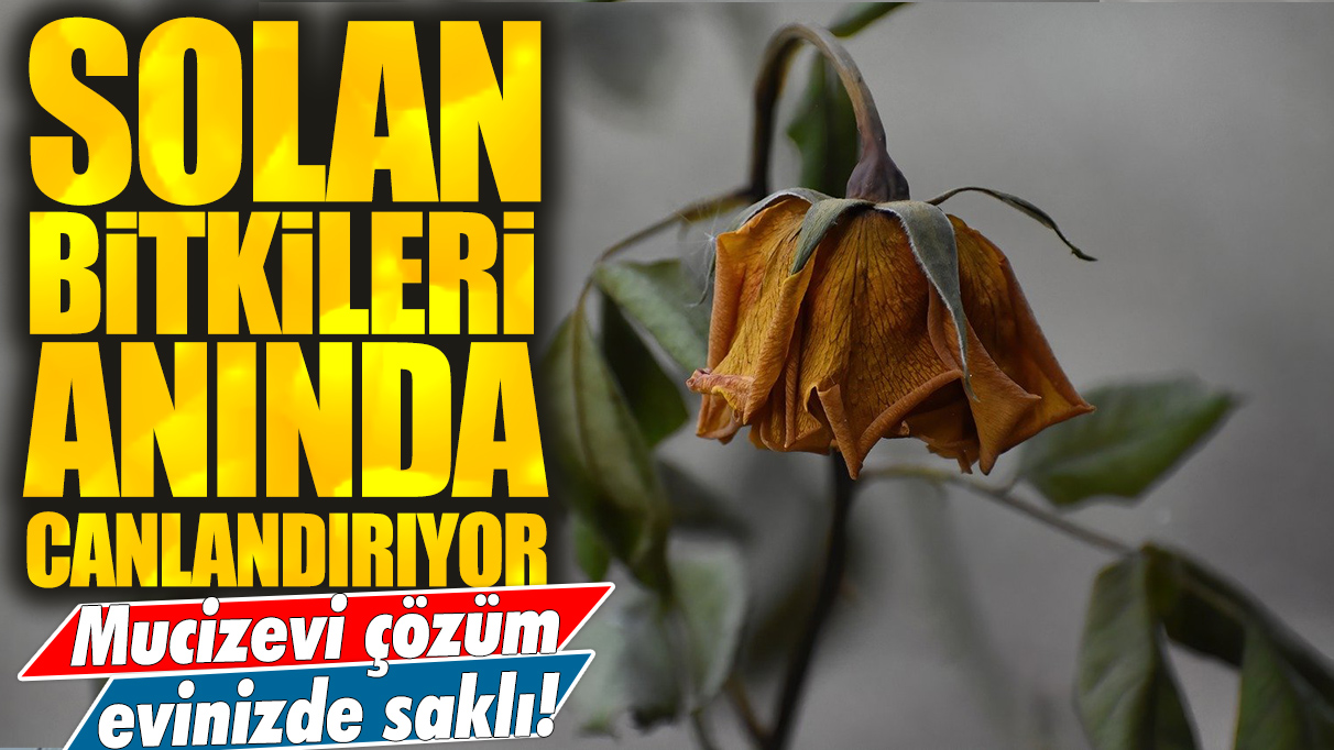 Solan bitkilerinizi anında canlandırıyor: Mucizevi çözüm evinizde saklı!