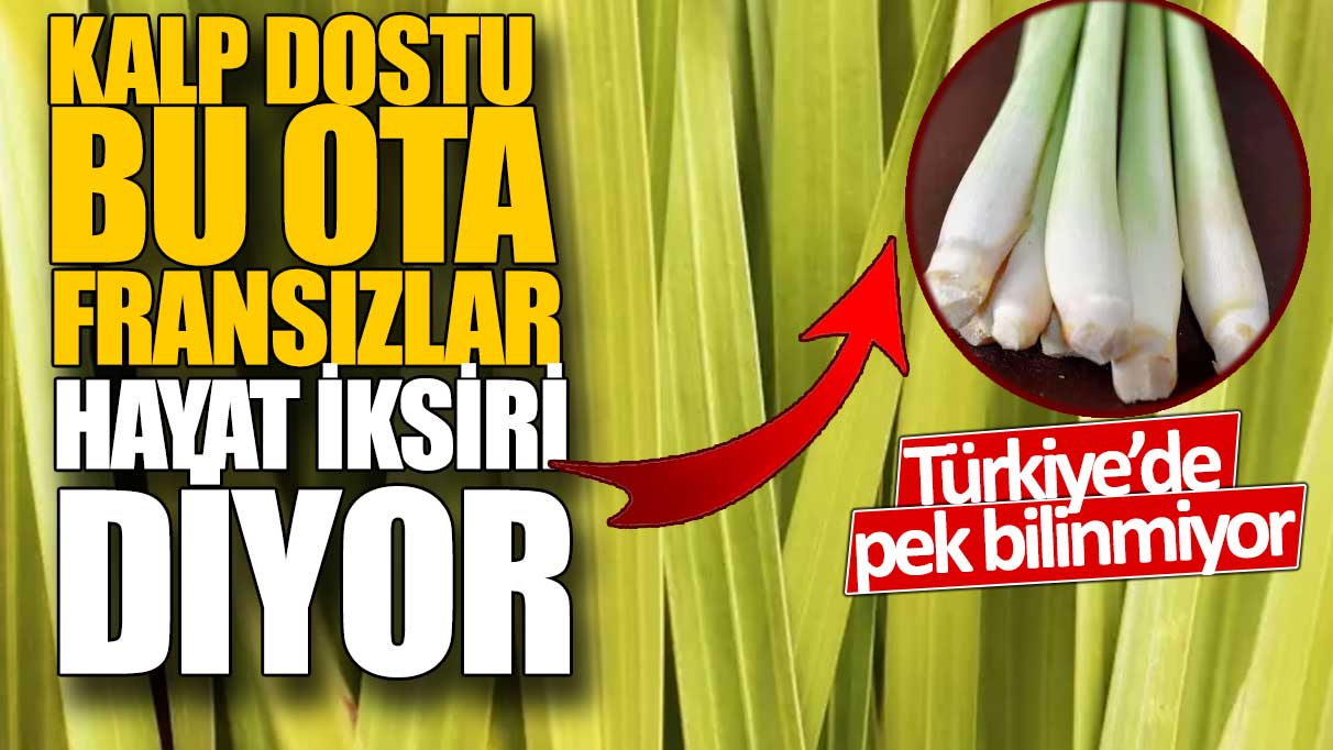 Kalp dostu bu ota Fransızlar hayat iksiri diyor! Türkiye'de pek bilinmiyor