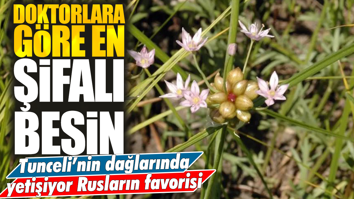 Tunceli'nin dağlarında yetişiyor: Doktorlar en şifalı besin olarak adlandırıyor! Rusların favorisi...