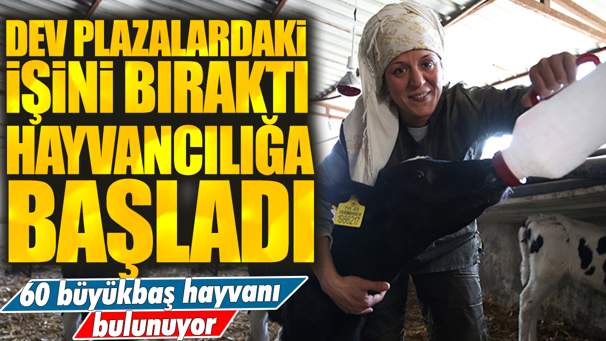 Plazalardaki işini bıraktı hayvancılığa başladı: 60 büyükbaş hayvanı bulunuyor!