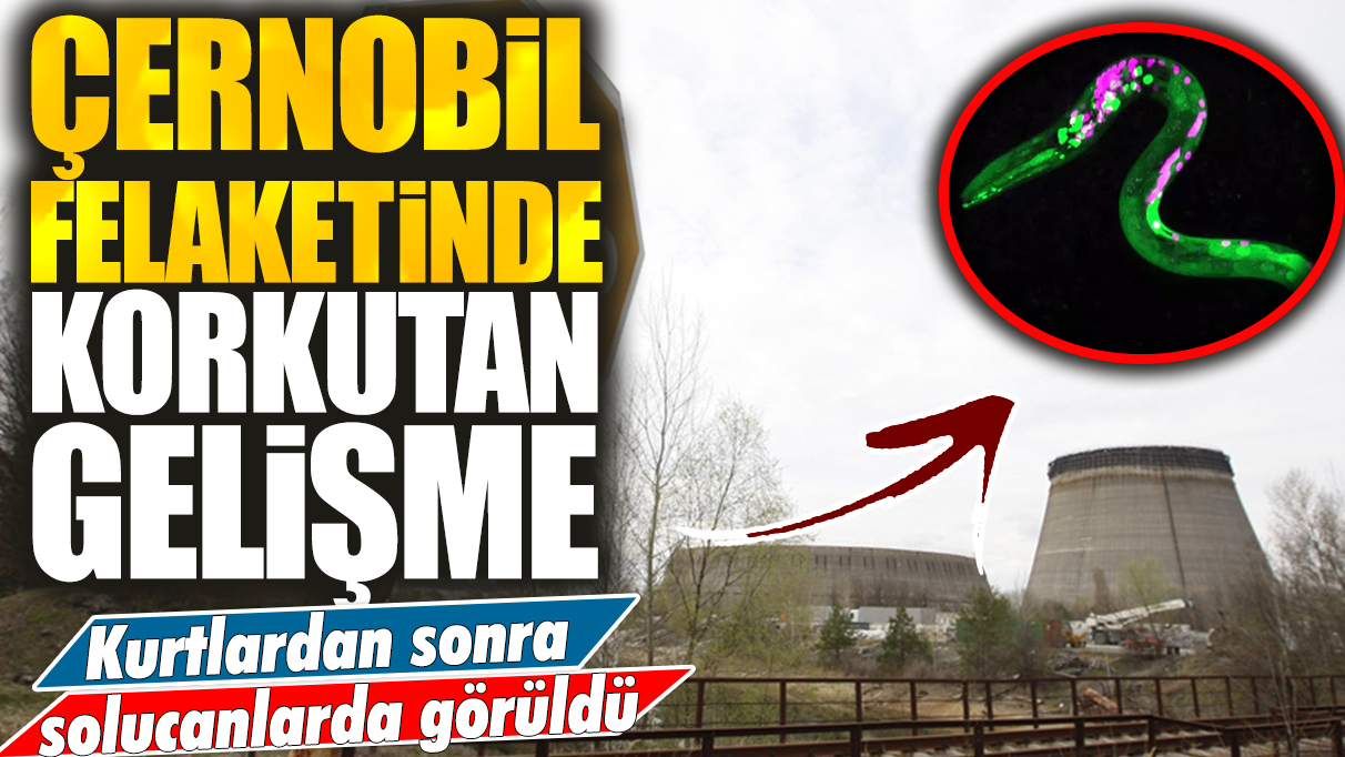 Çernobil felaketinde korkutan gelişme: Kurtlardan sonra solucanlarda mutasyona uğradı