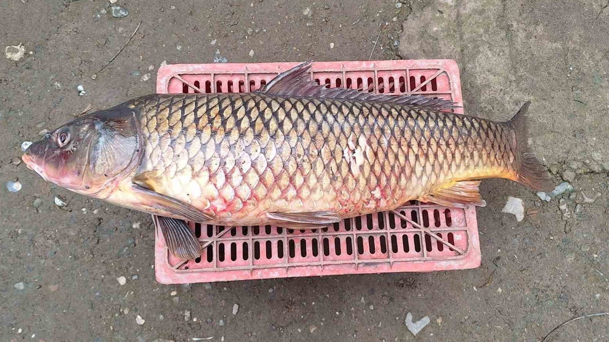 İznik Gölü’nde 25 kiloluk sarı balık yakalandı