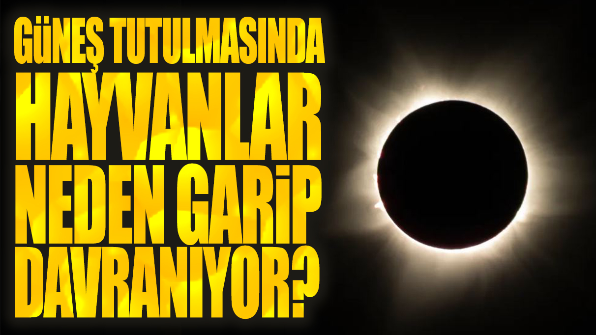 Güneş tutulması hayvanlar neden garip davranıyor?