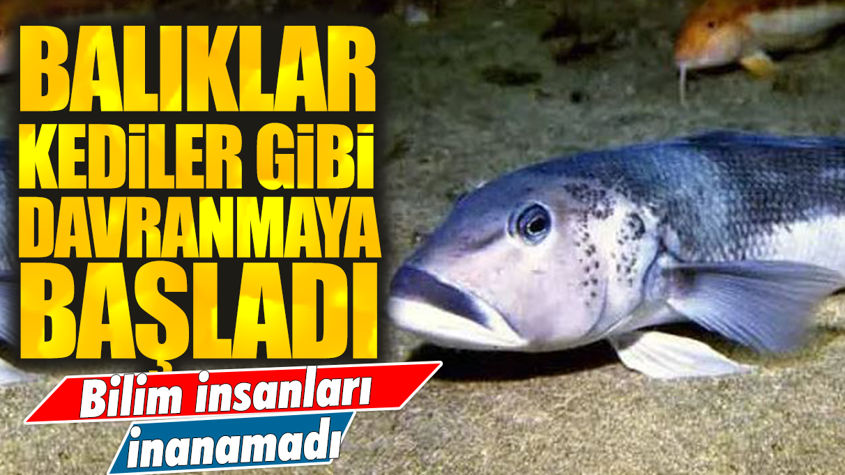 Bilim insanları inanamadı: Balıklar kediler gibi davranmaya başladı