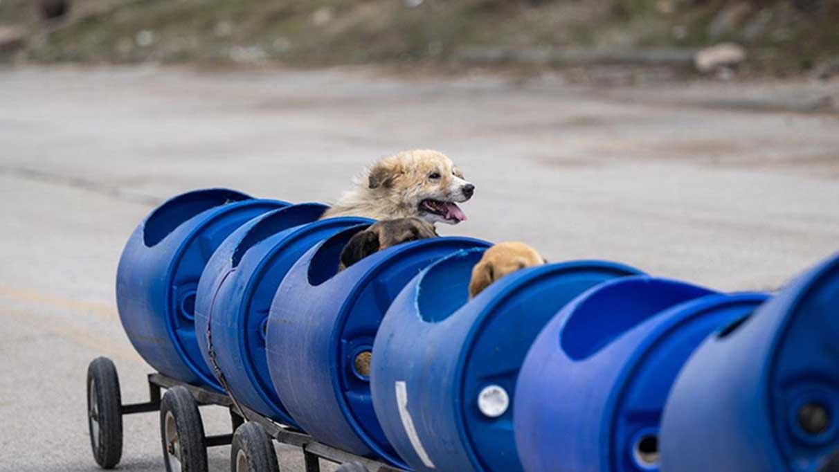 Kalpleri ısıtan görüntü! Engelli köpekleri yaptığı "tren"le gezdiriyor