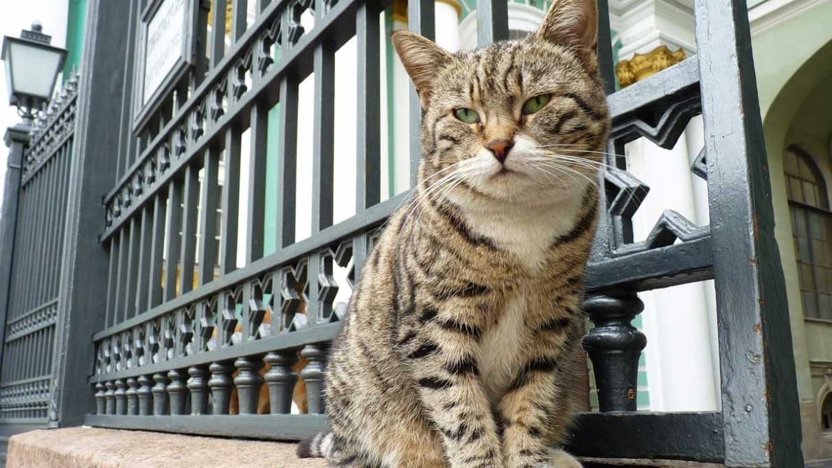 Rüyada evde kedi görmek ne anlama gelir? Rüyada evde kedi yavrusu beslemek ne demektir?