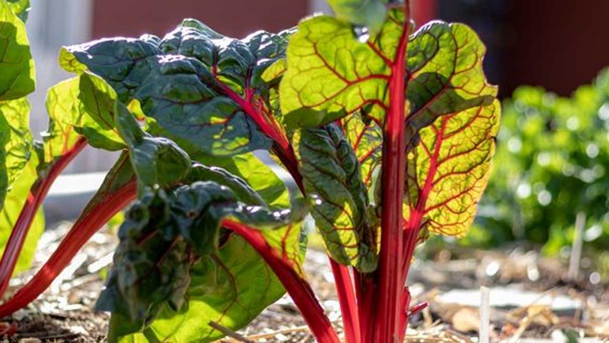 Ravent otu hangi hastalıklara iyi gelir ve faydaları nelerdir