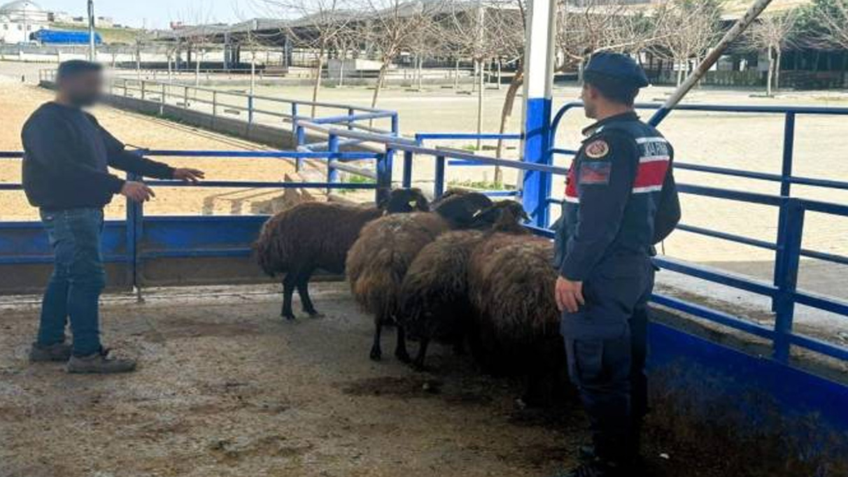 Küçükbaş hayvan hırsızını jandarma yakaladı