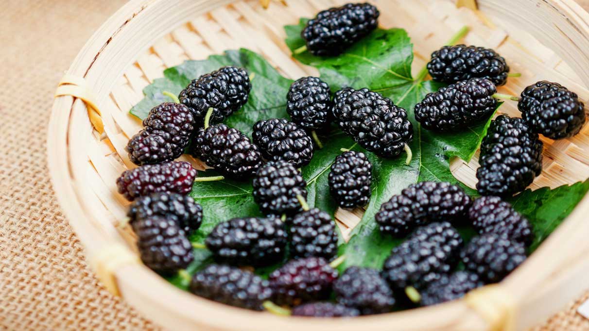 Karadutun faydaları neler ve ne işe yarar?