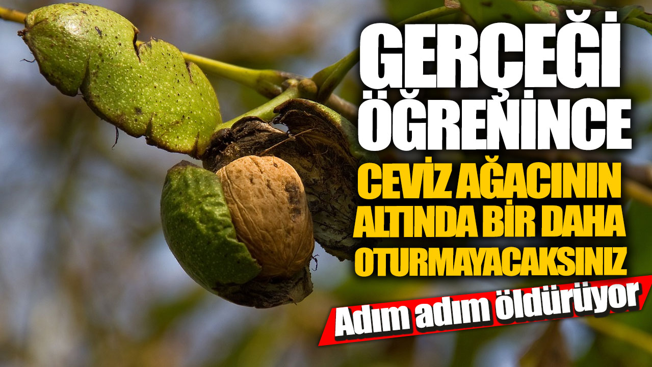 Adım adım öldürüyor! Gerçeği öğrenince ceviz ağacının altında bir daha oturmayacaksınız