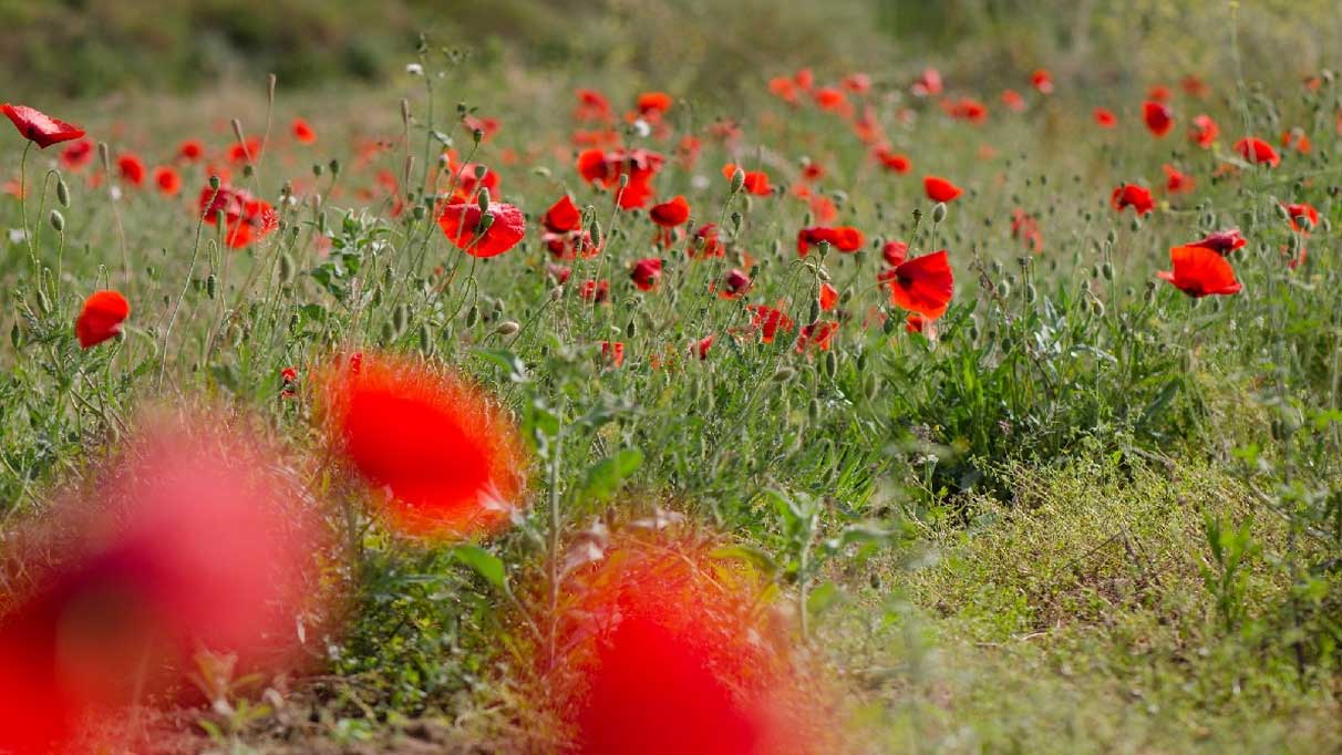 Gelincik otu nedir? Faydaları nelerdir?