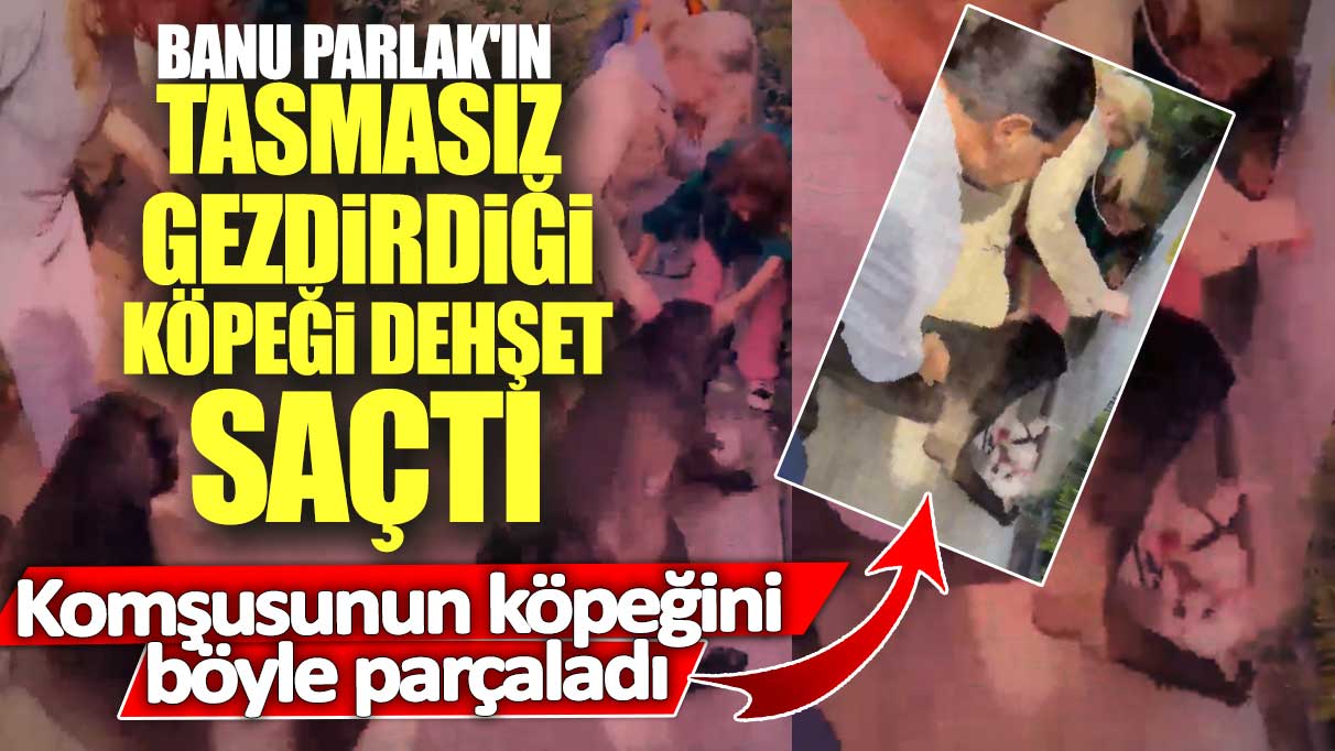 Banu Parlak'ın tasmasız gezdirdiği köpeği dehşet saçtı! Komşusunun köpeğini böyle parçaladı